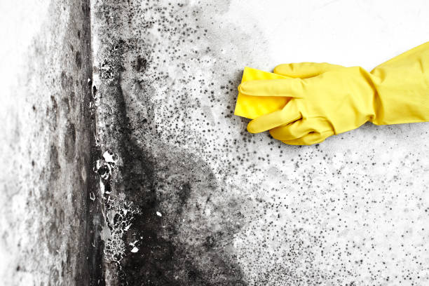 Best Mold Odor Removal Services  in Carrollton, IL
