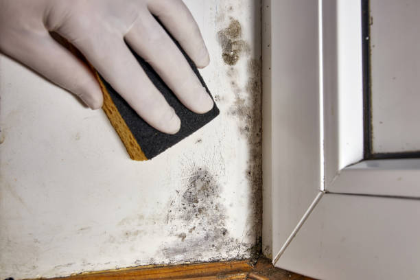 Best HVAC Mold Inspection and Cleaning  in Carrollton, IL